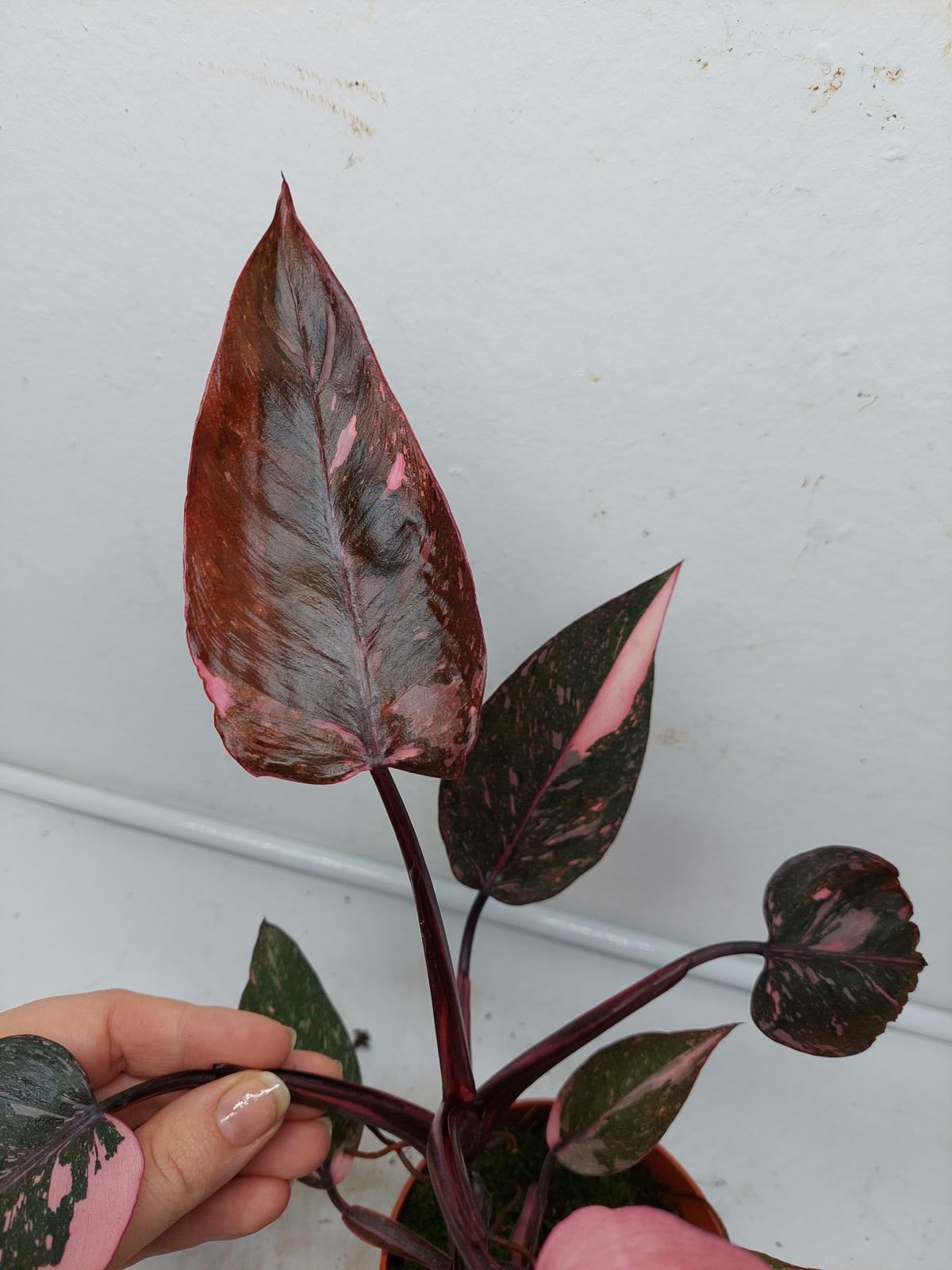 Philodendron Pink Princess Marble