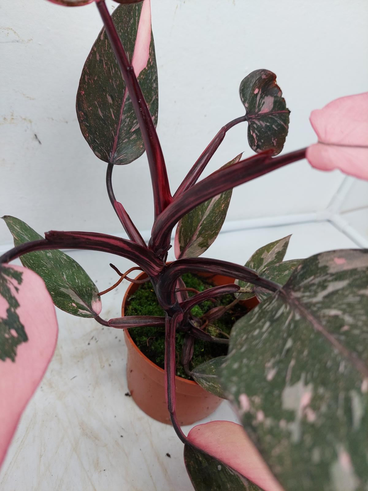 Philodendron Pink Princess Marble