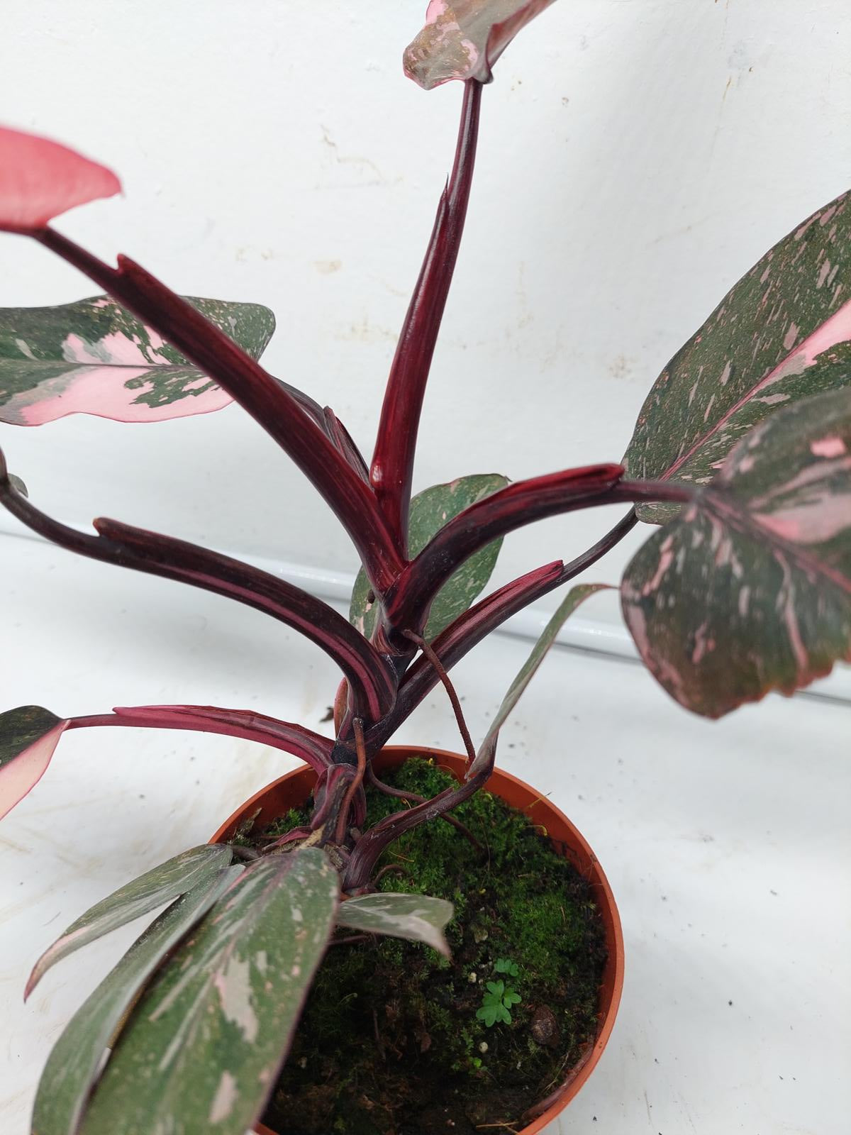 Philodendron Pink Princess Marble