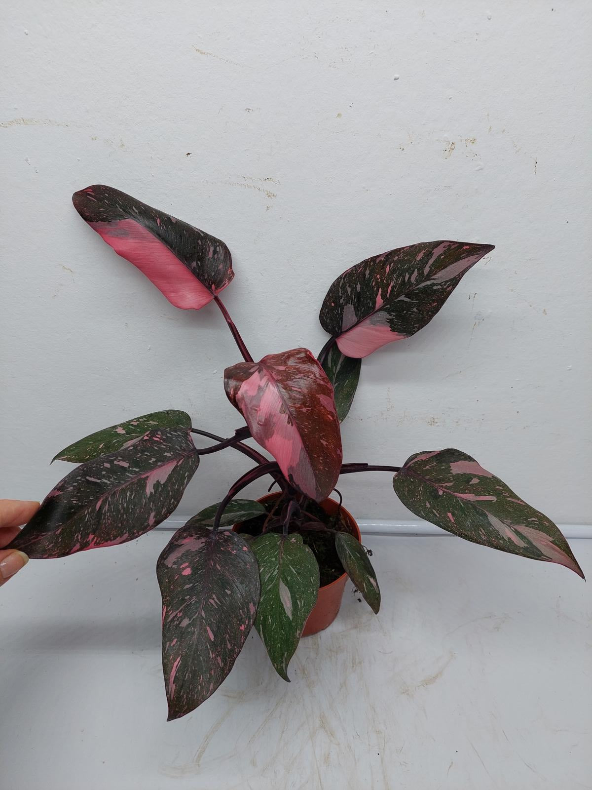 Philodendron Pink Princess Marble