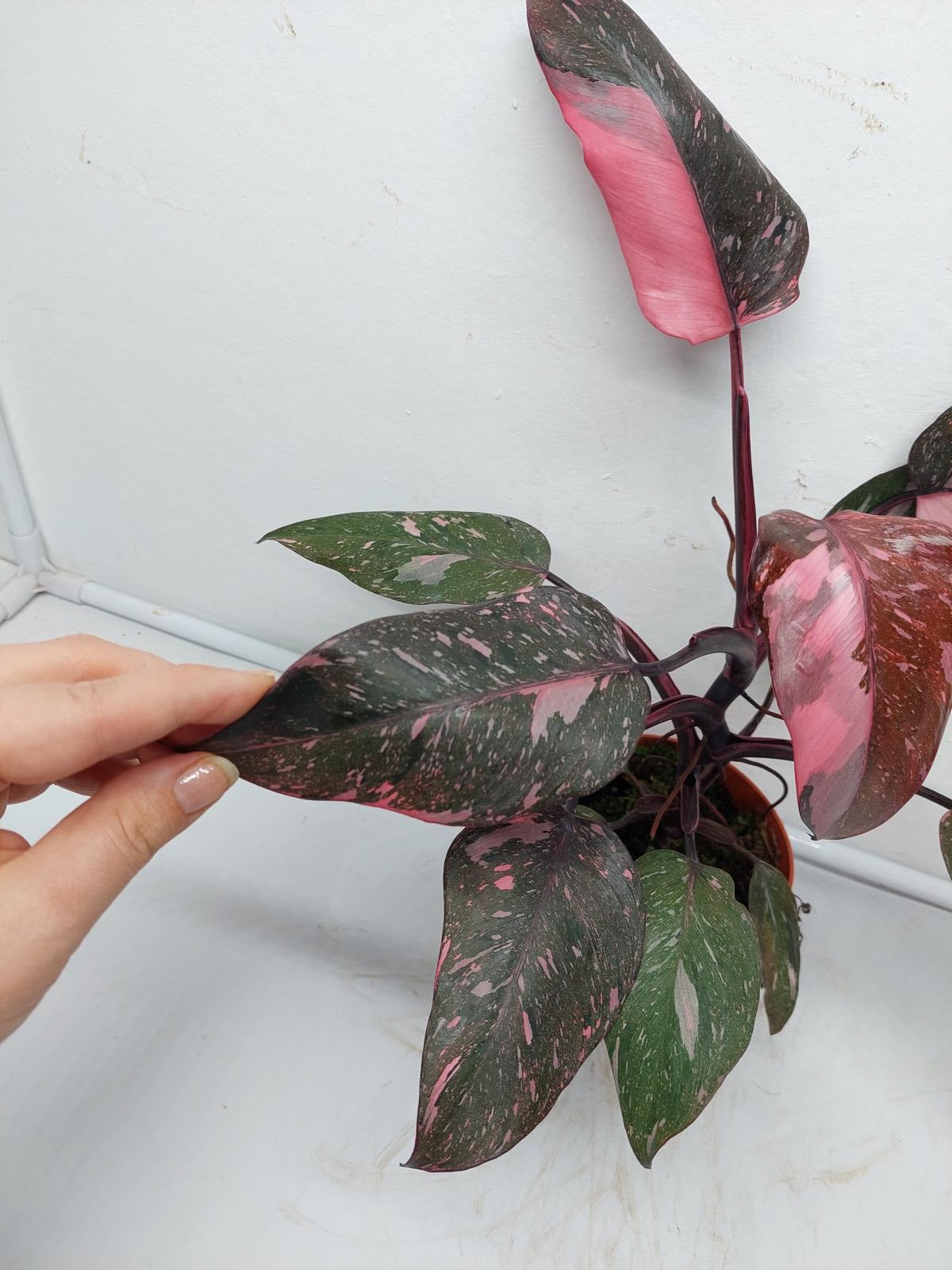 Philodendron Pink Princess Marble