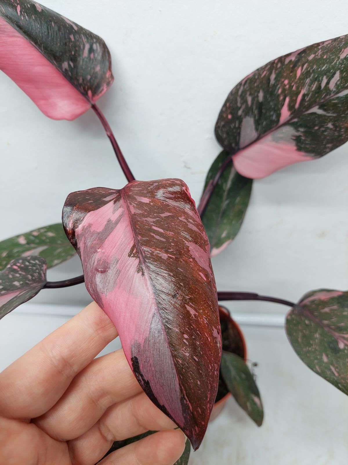 Philodendron Pink Princess Marble