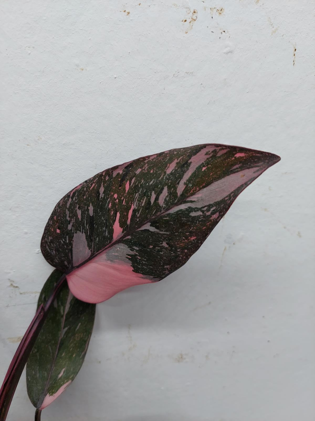 Philodendron Pink Princess Marble