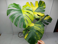 Monstera Aurea Variegata