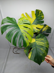 Monstera Aurea Variegata