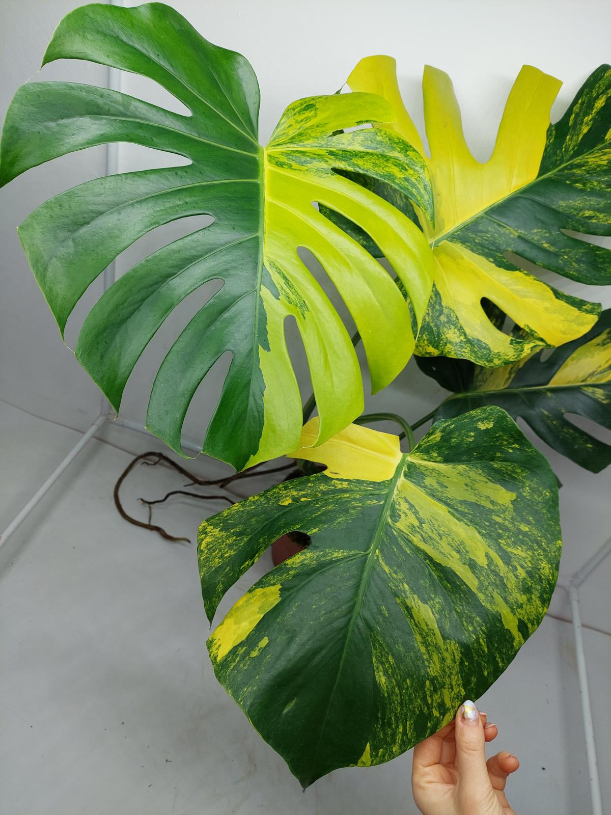 Monstera Aurea Variegata