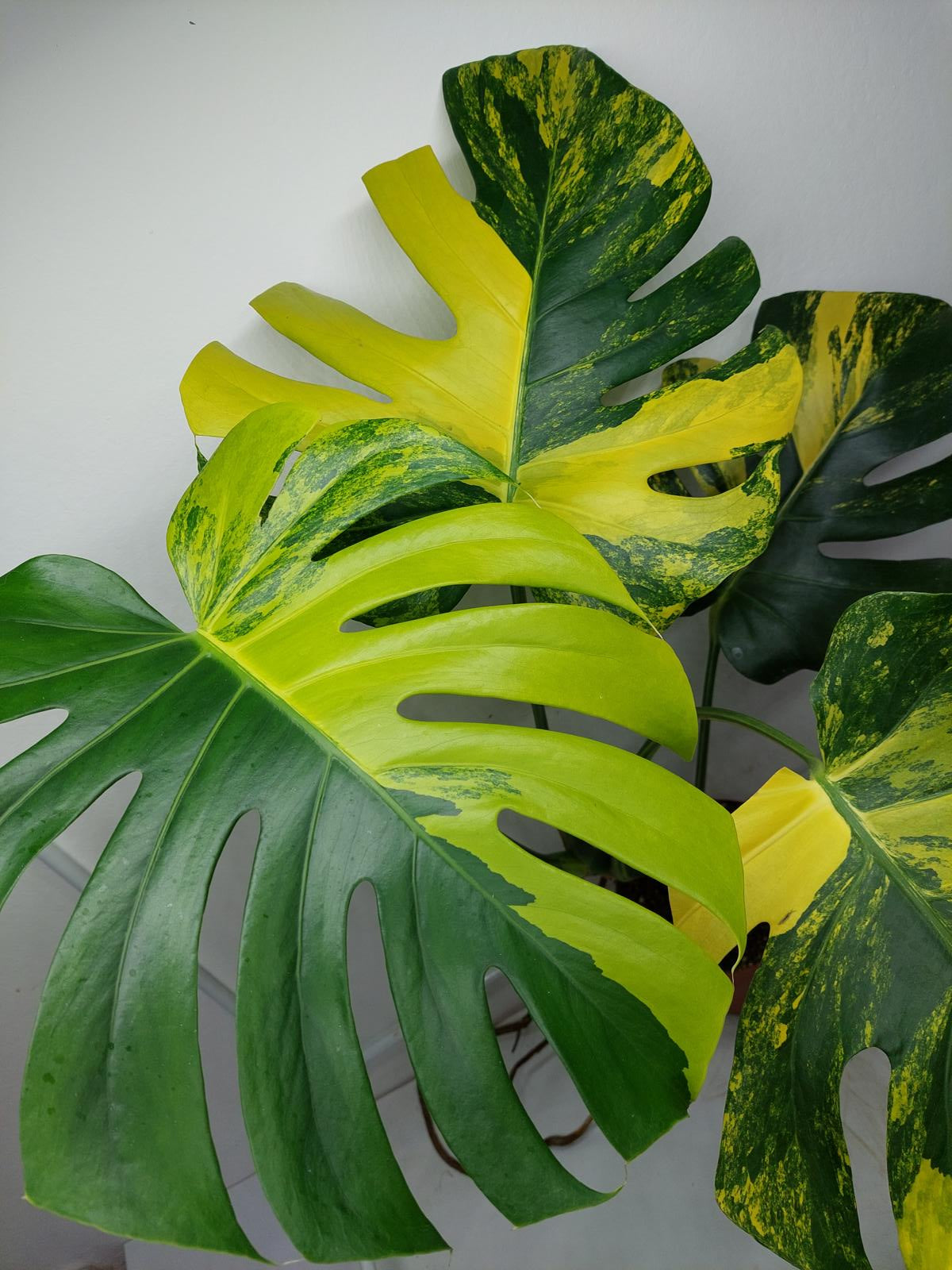 Monstera Aurea Variegata