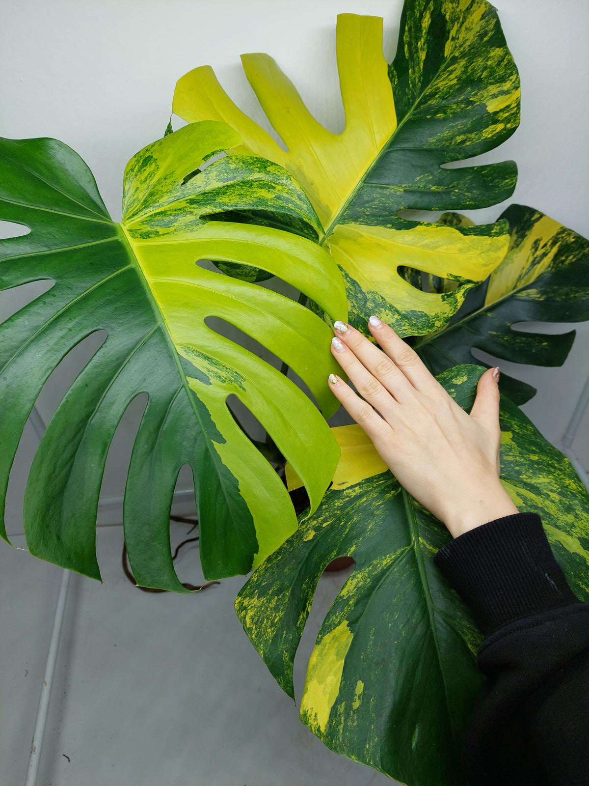 Monstera Aurea Variegata