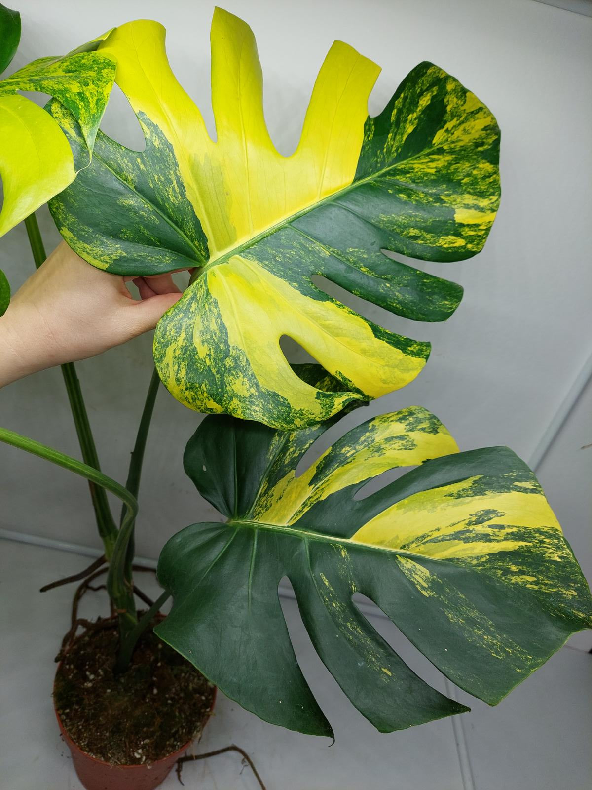 Monstera Aurea Variegata