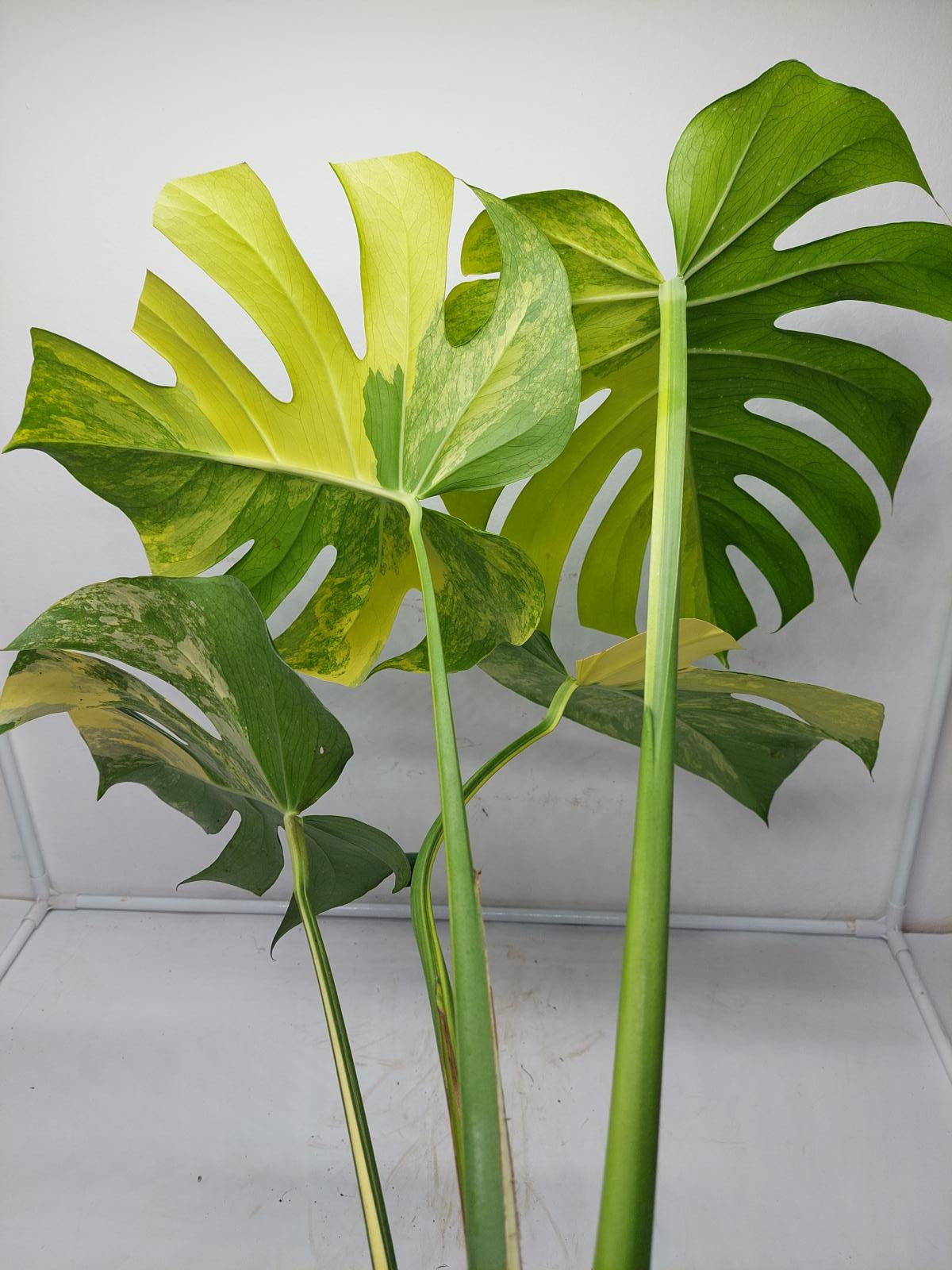 Monstera Aurea Variegata