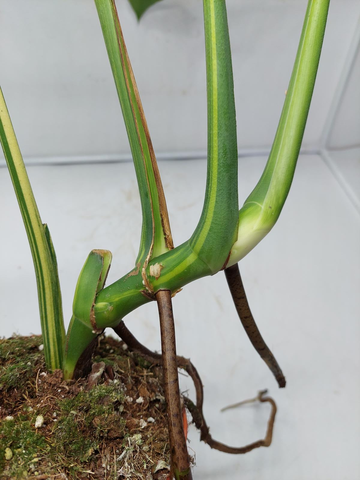 Monstera Aurea Variegata