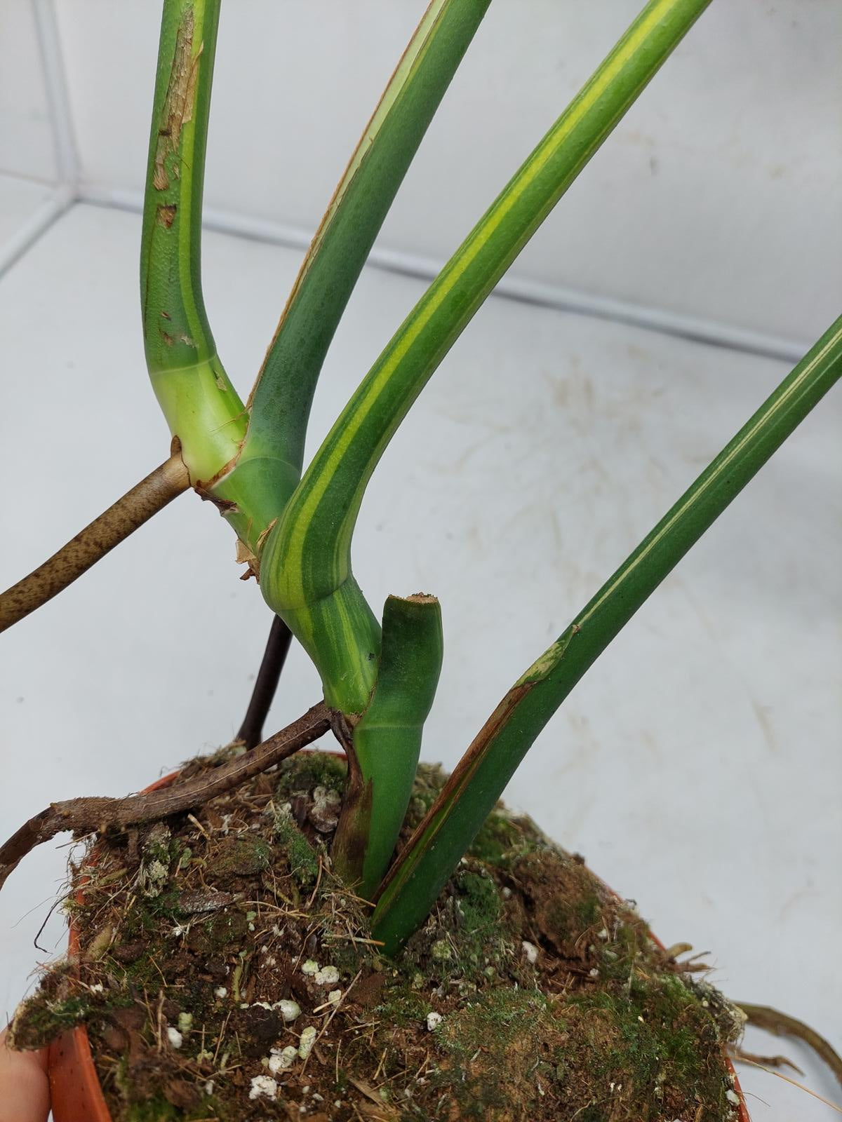 Monstera Aurea Variegata