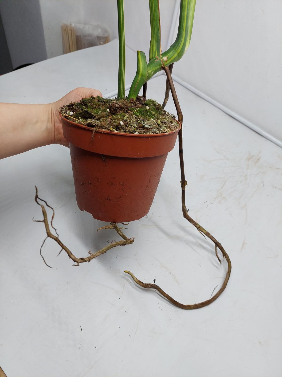 Monstera Aurea Variegata