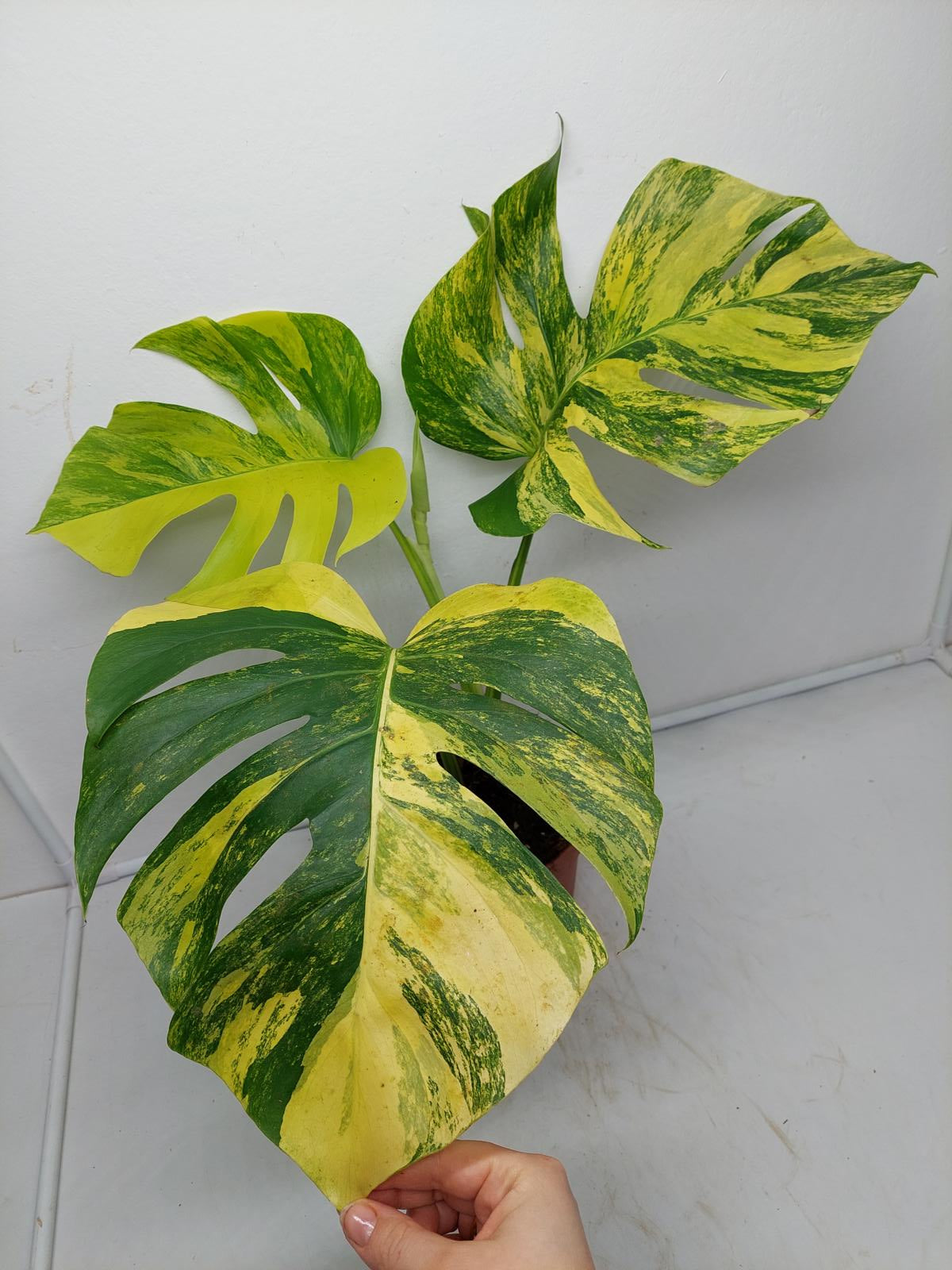 Monstera Aurea Variegata