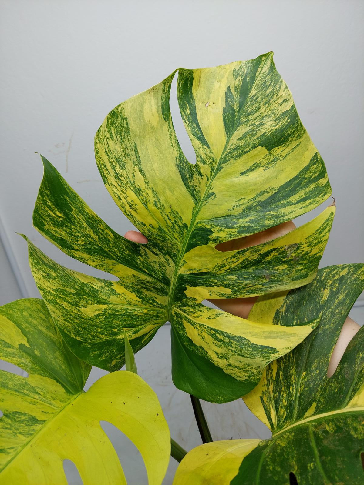 Monstera Aurea Variegata