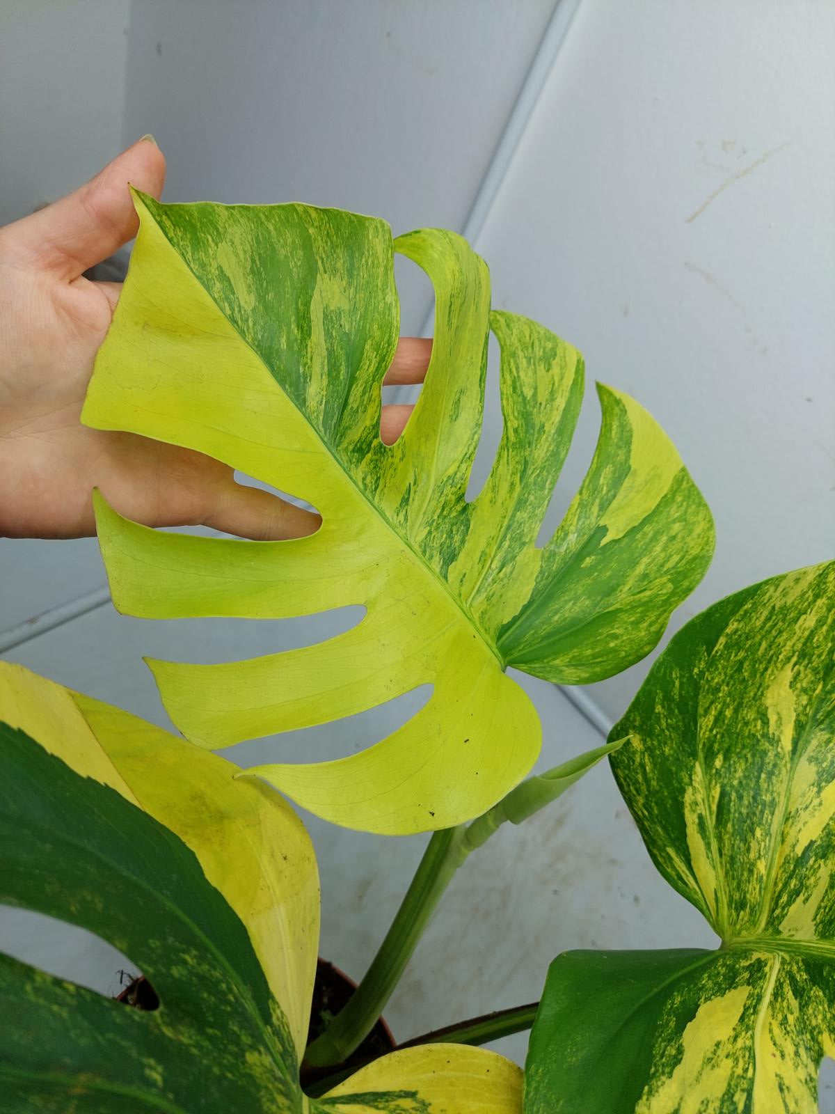 Monstera Aurea Variegata