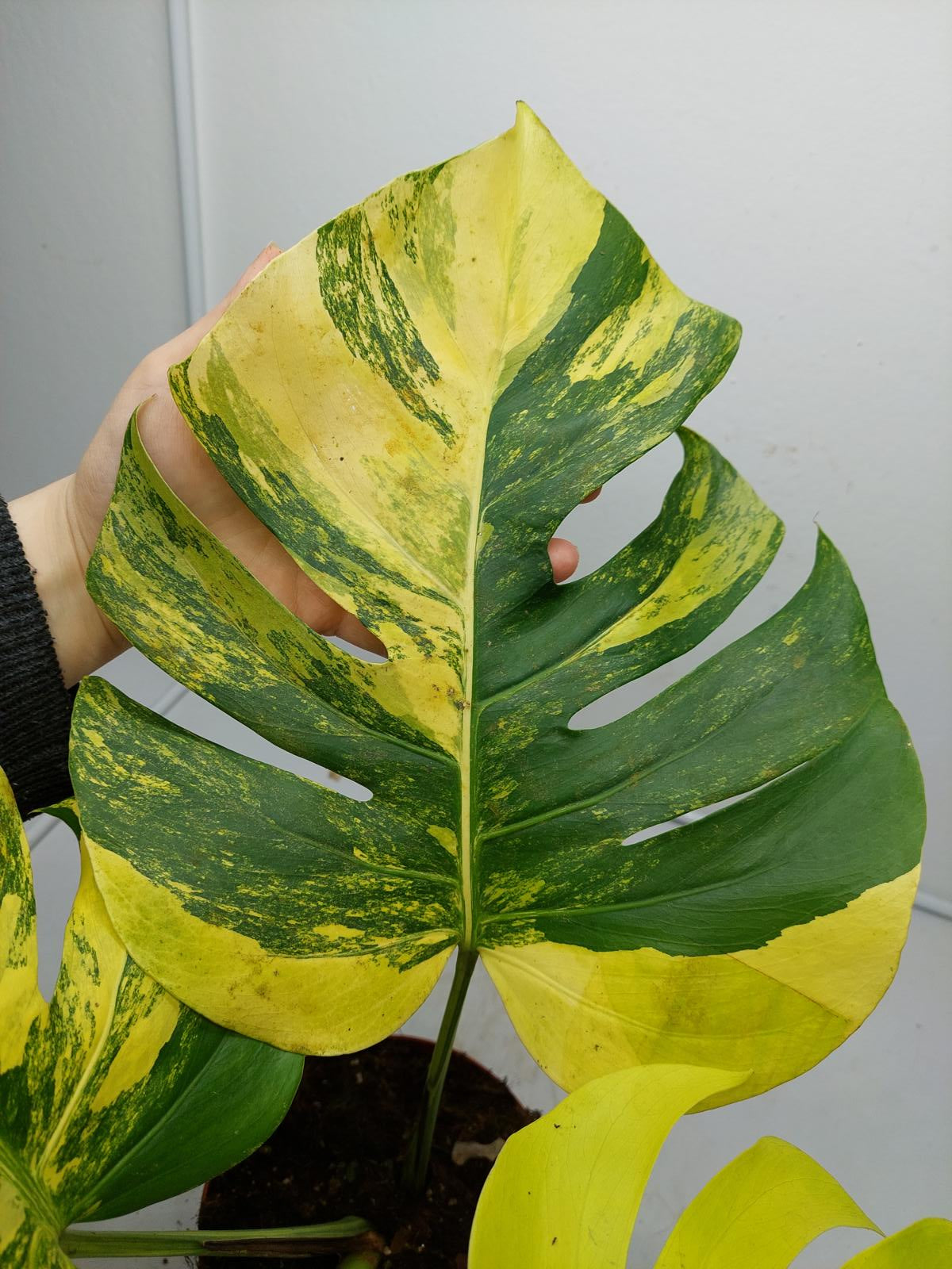 Monstera Aurea Variegata