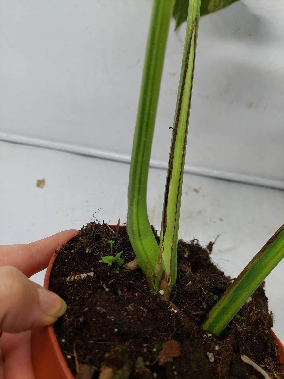 Monstera Aurea Variegata