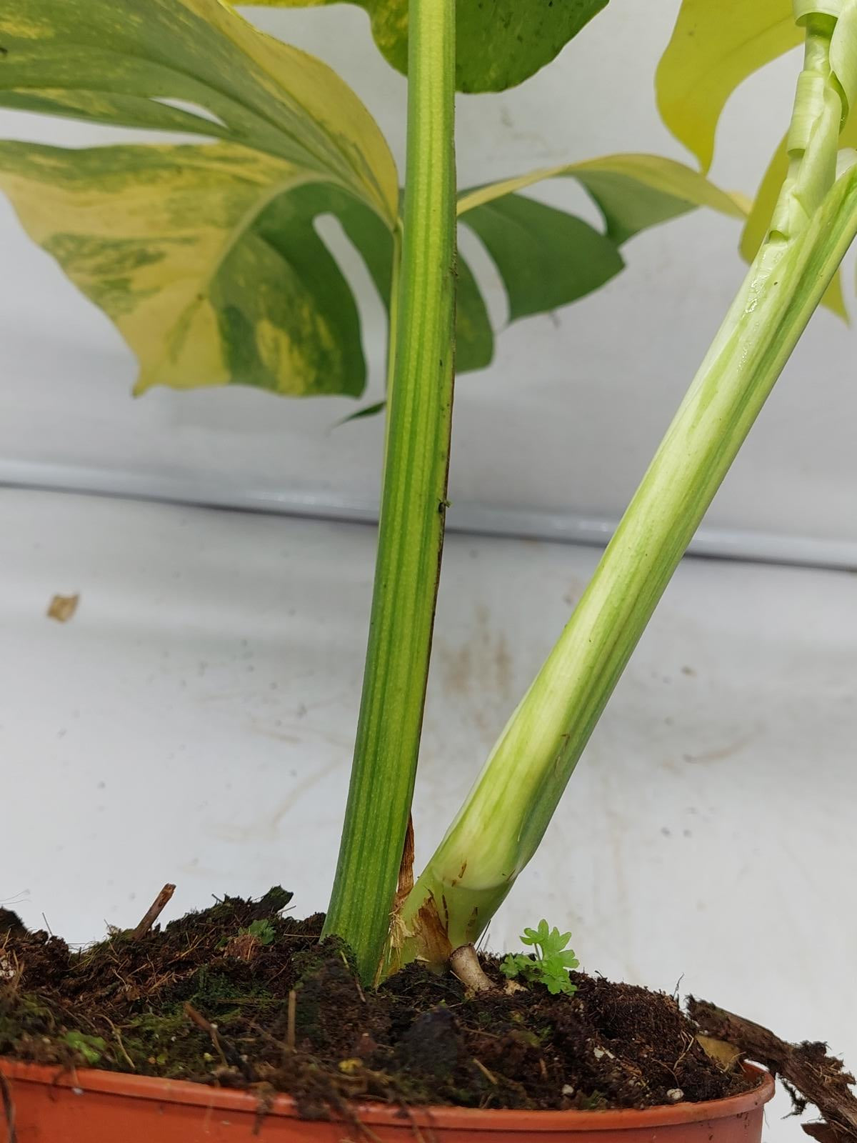 Monstera Aurea Variegata