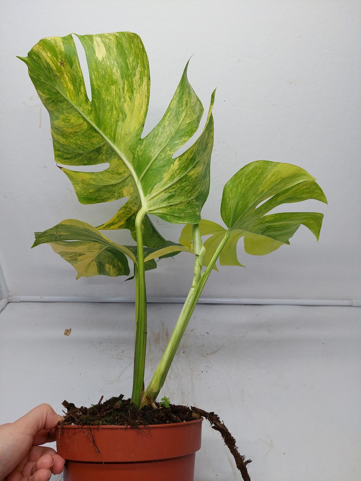 Monstera Aurea Variegata