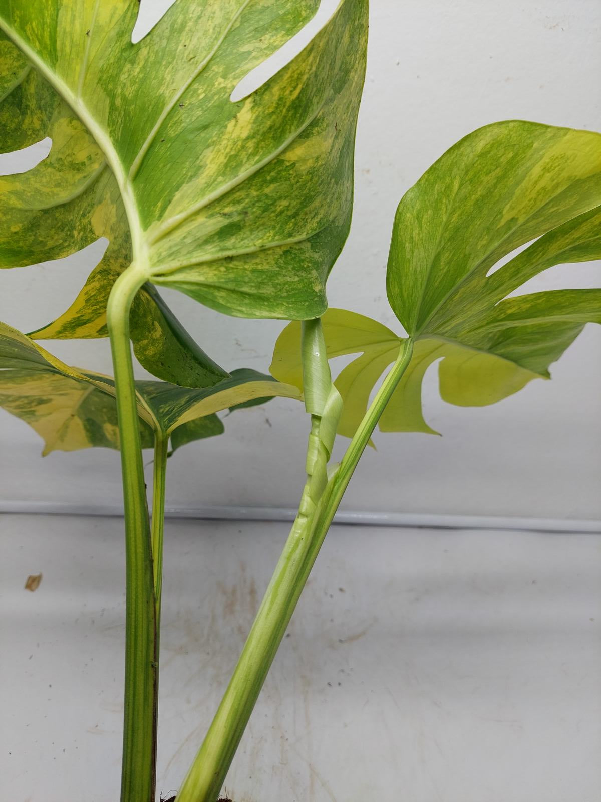 Monstera Aurea Variegata