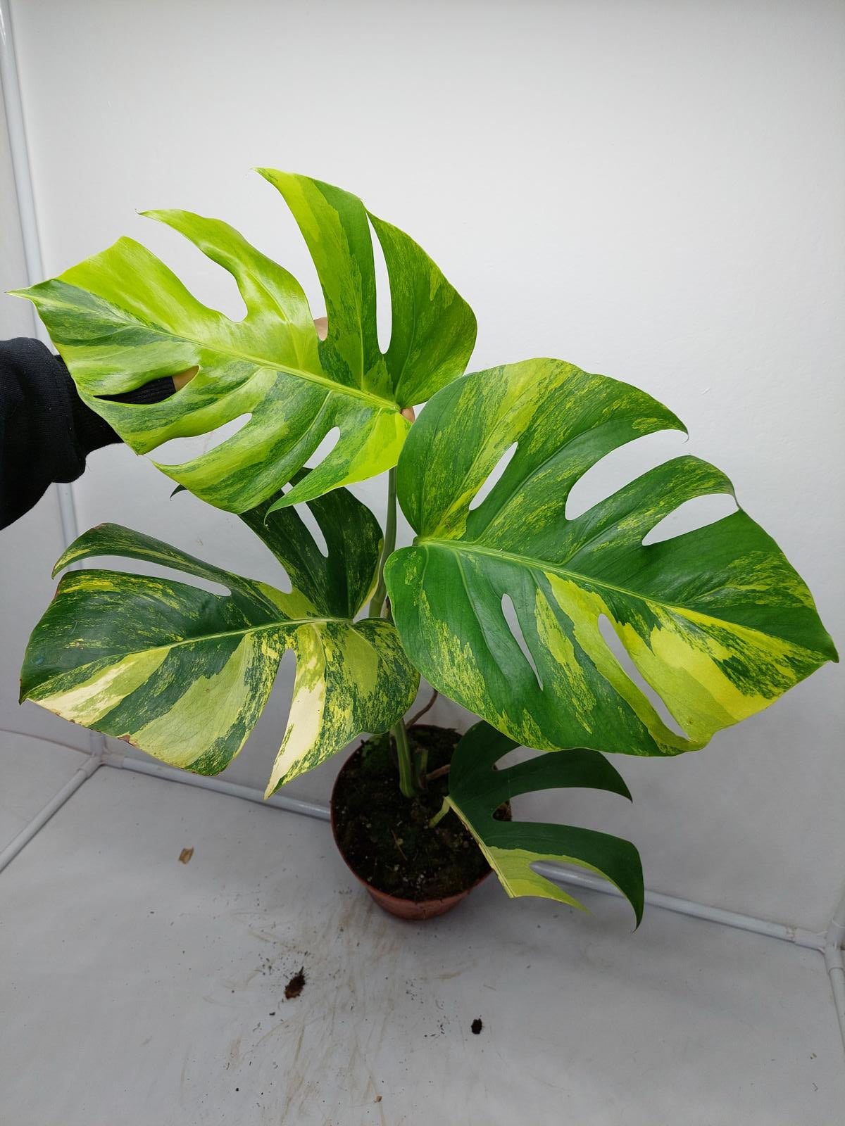 Monstera Aurea Variegata