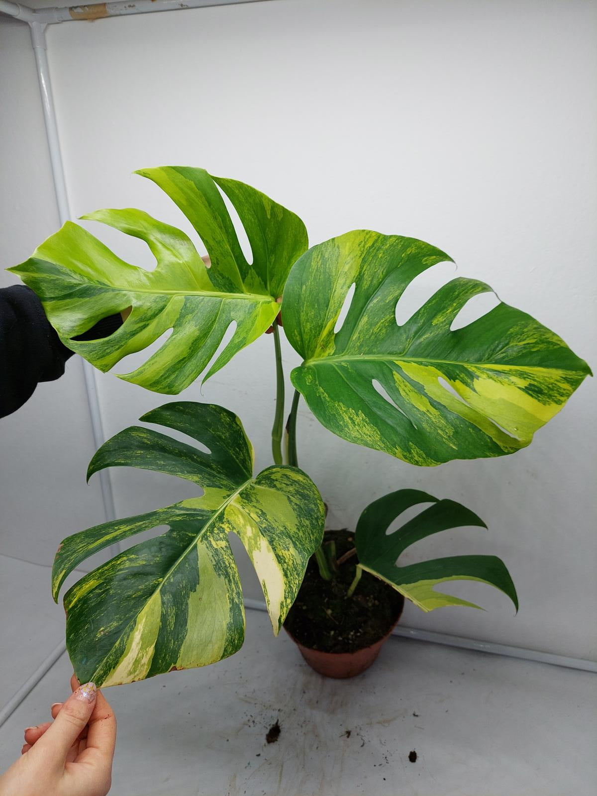 Monstera Aurea Variegata