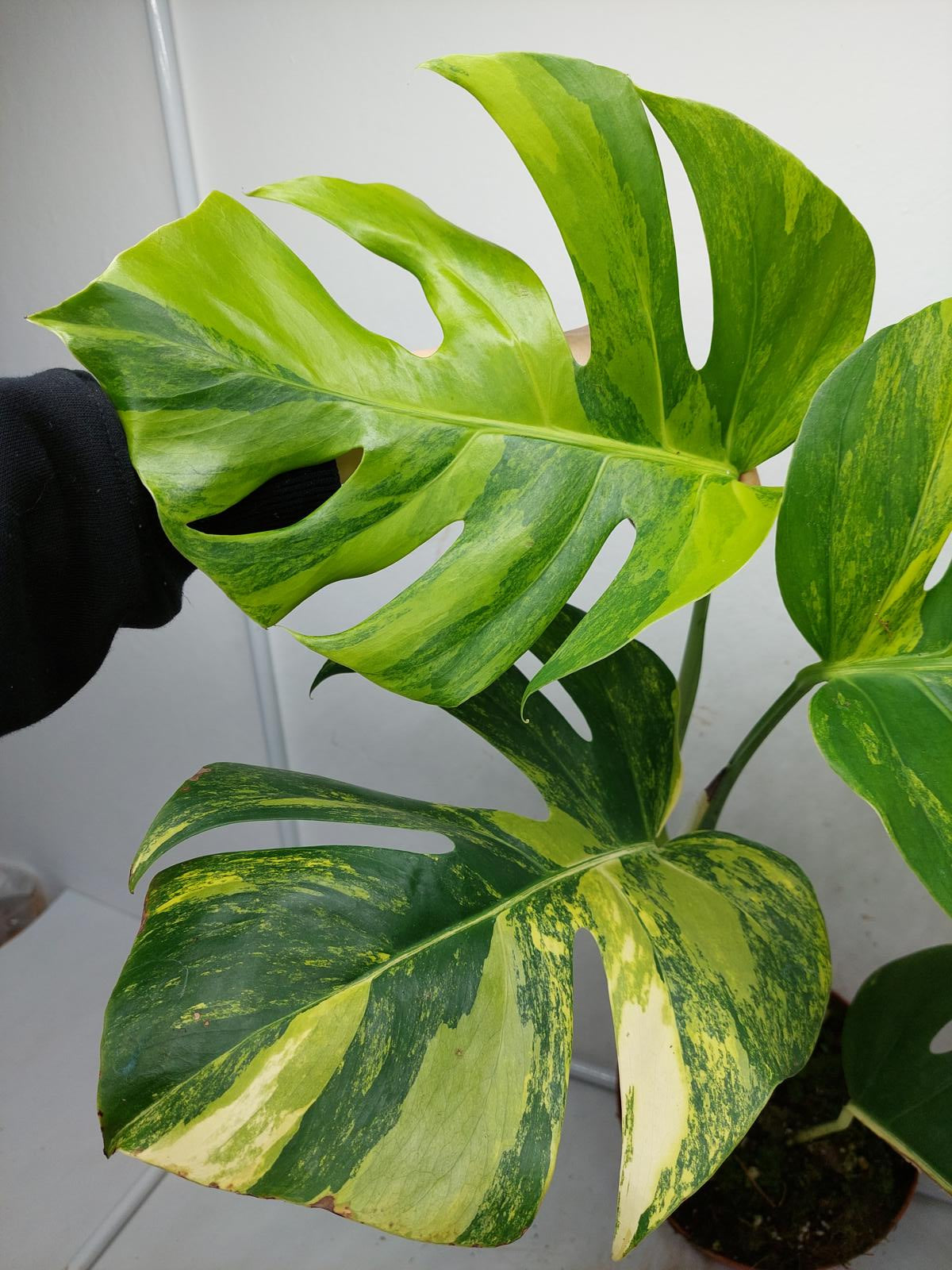 Monstera Aurea Variegata