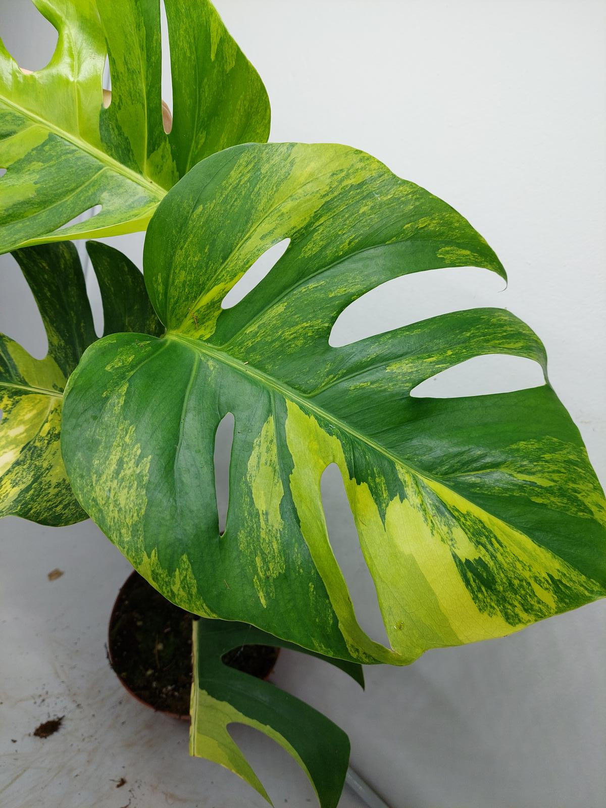 Monstera Aurea Variegata