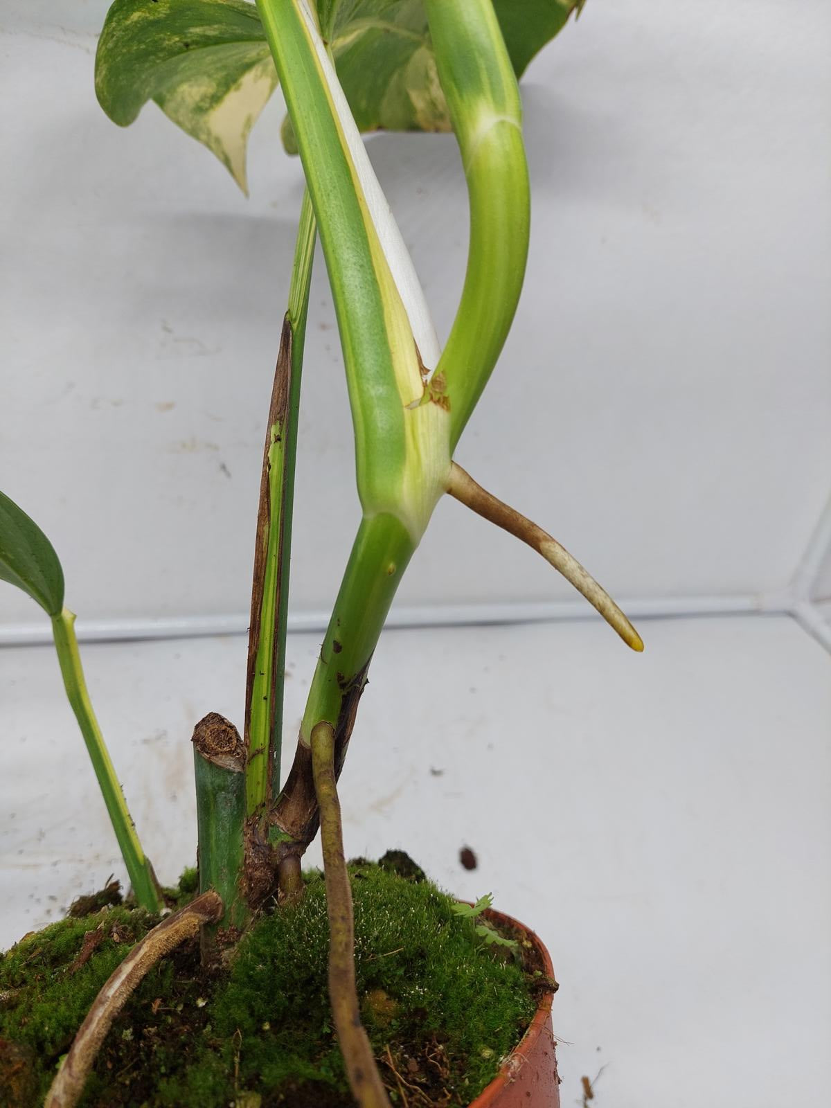 Monstera Aurea Variegata