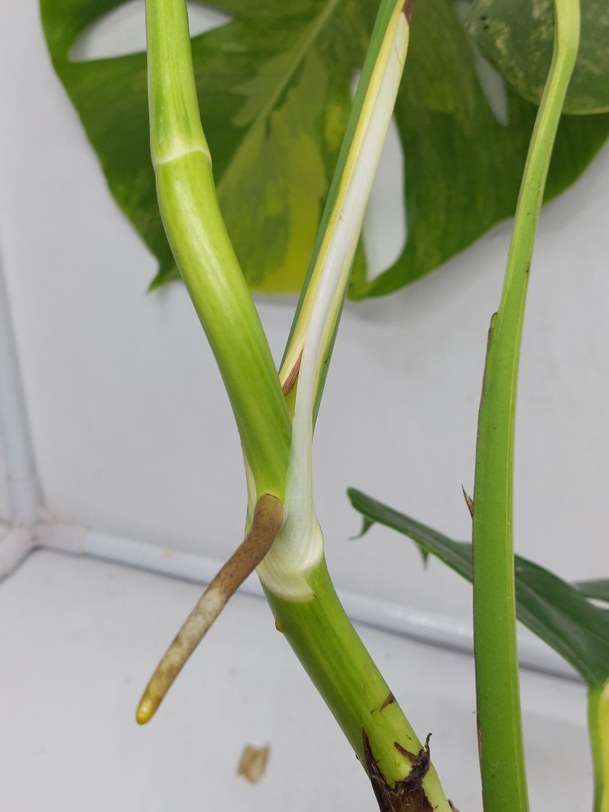 Monstera Aurea Variegata