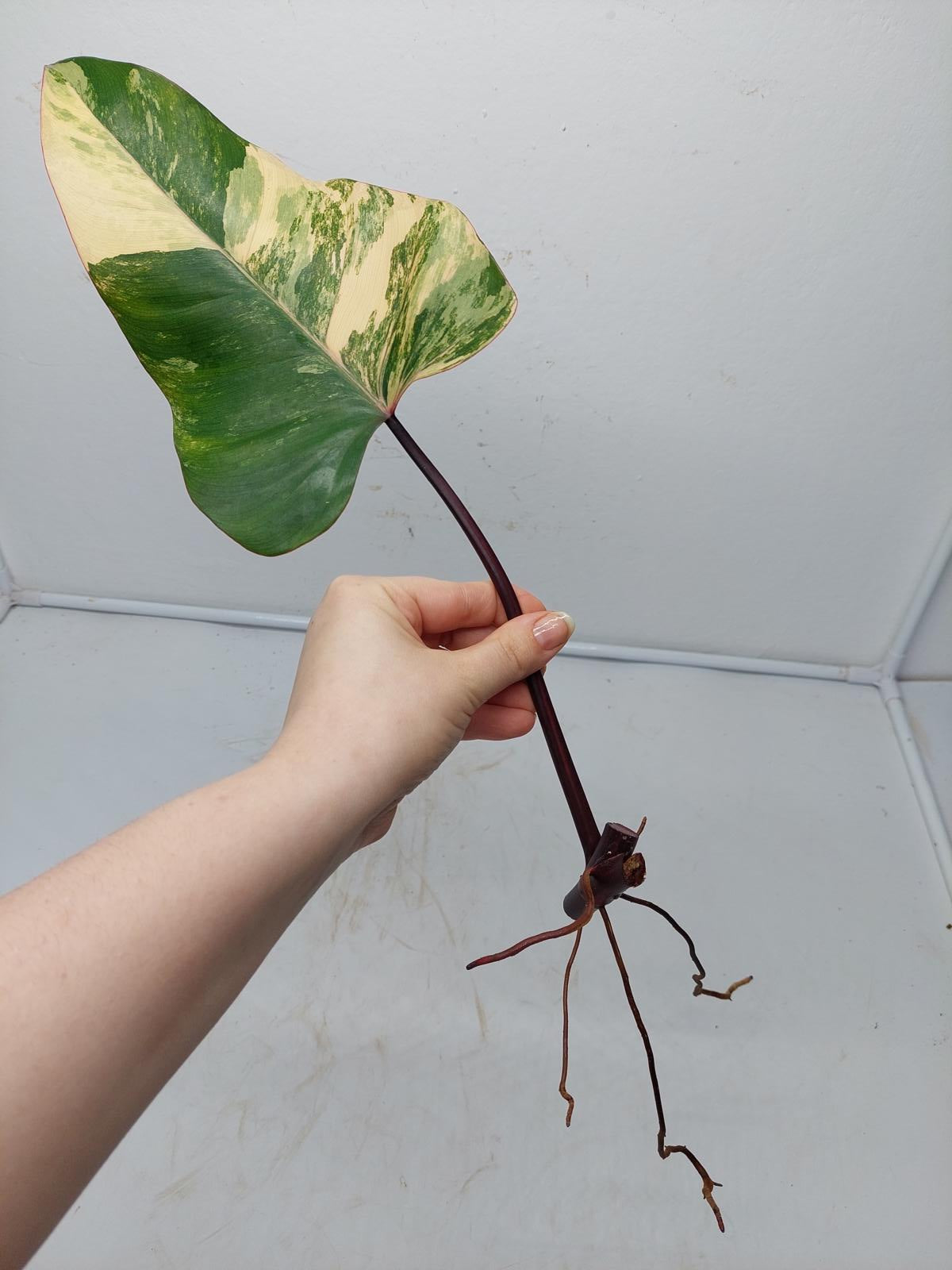 Philodendron Strawberry Shake Steckling