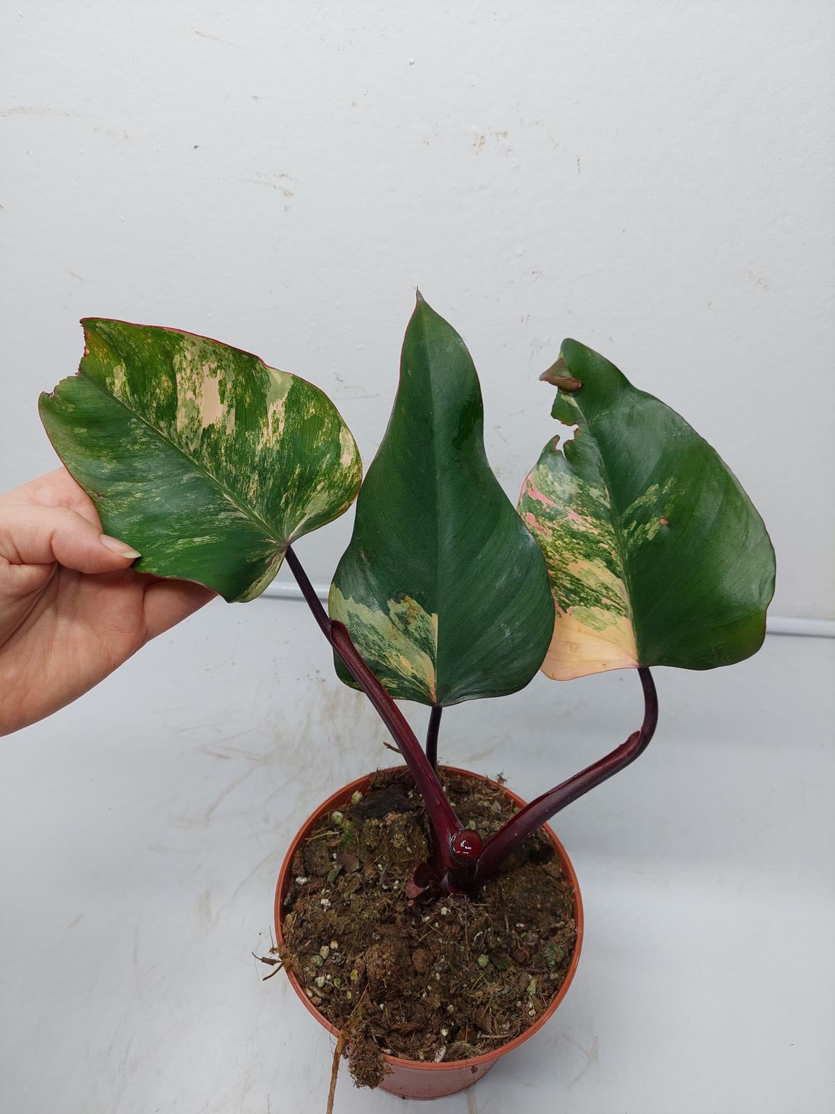 Philodendron Strawberry Shake Steckling