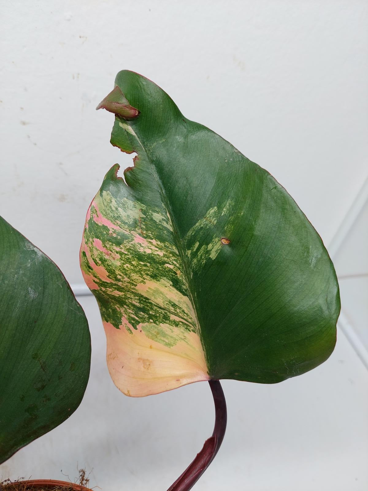 Philodendron Strawberry Shake Steckling