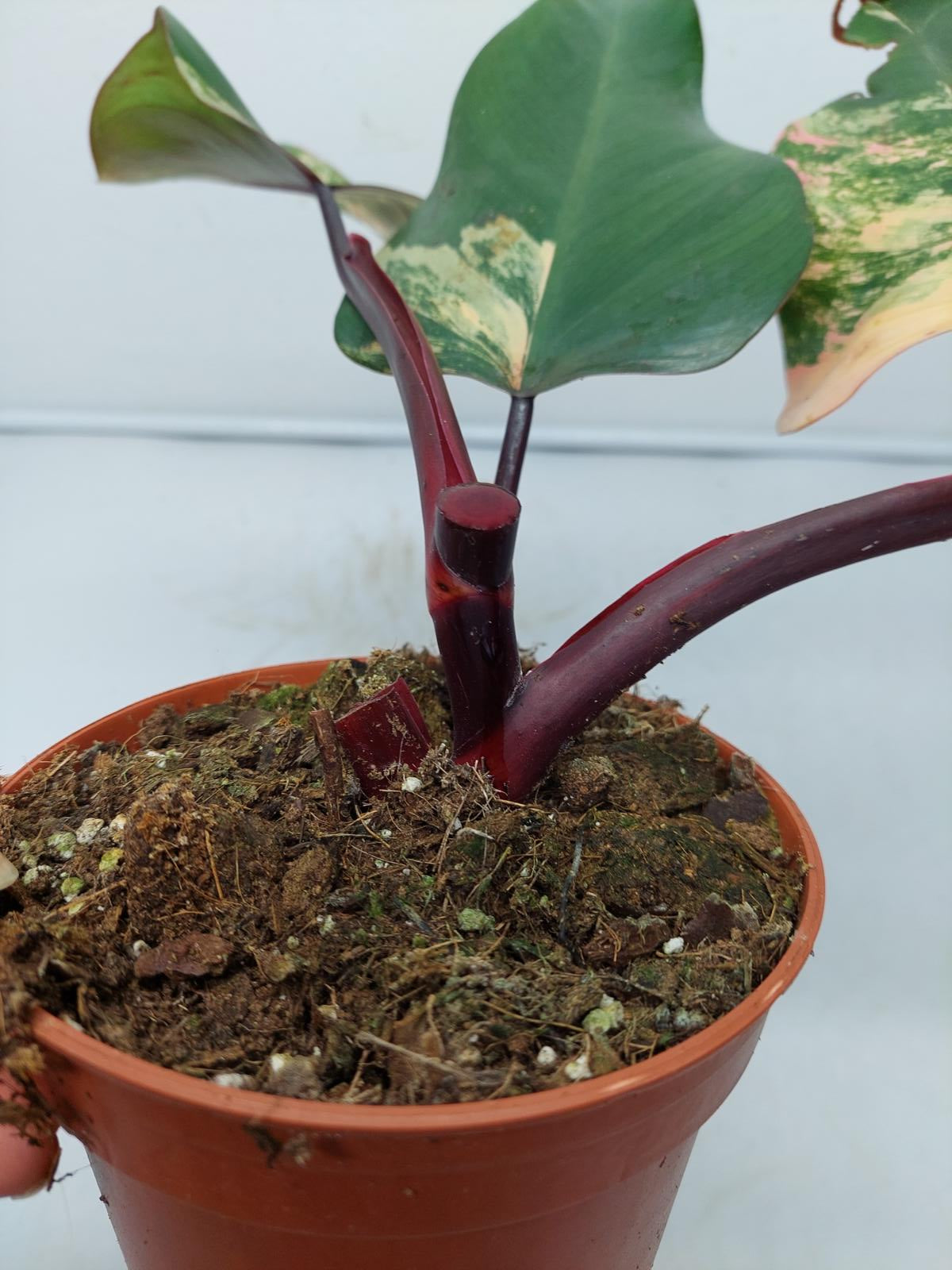 Philodendron Strawberry Shake Steckling