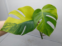 Monstera Aurea Steckling