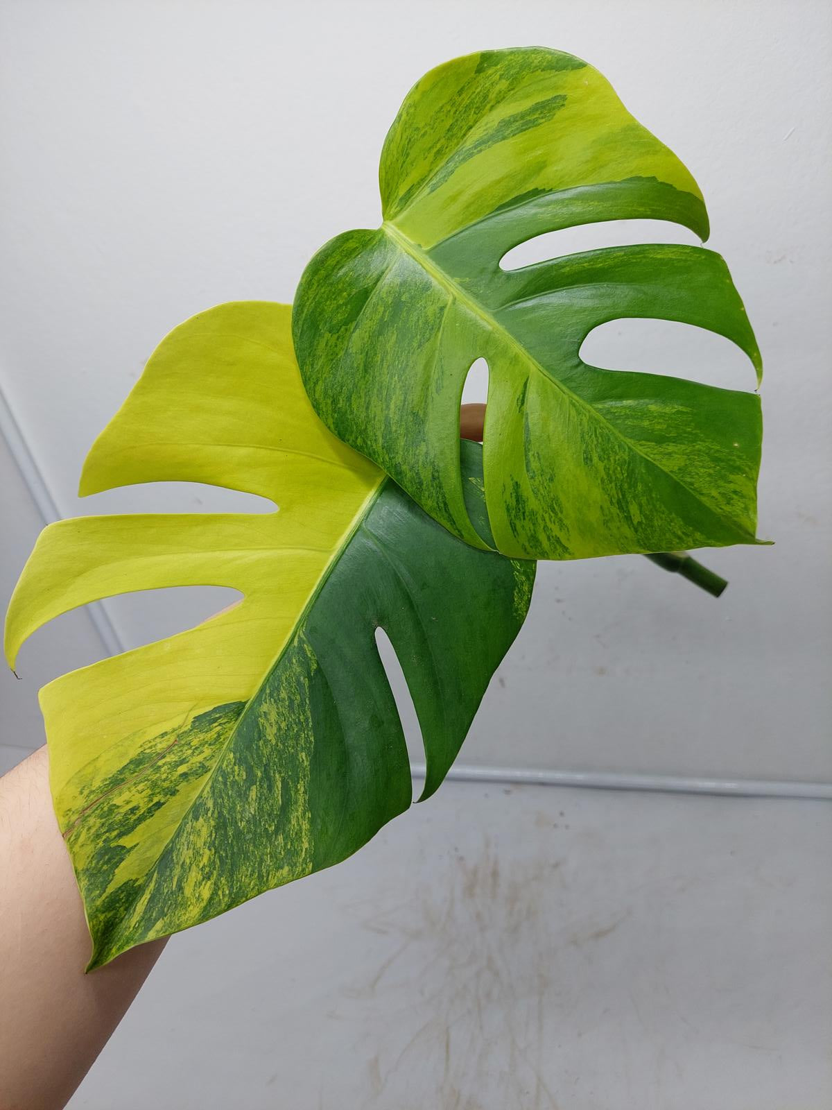 Monstera Aurea Steckling