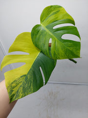 Monstera Aurea Steckling