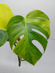 Monstera Aurea Steckling