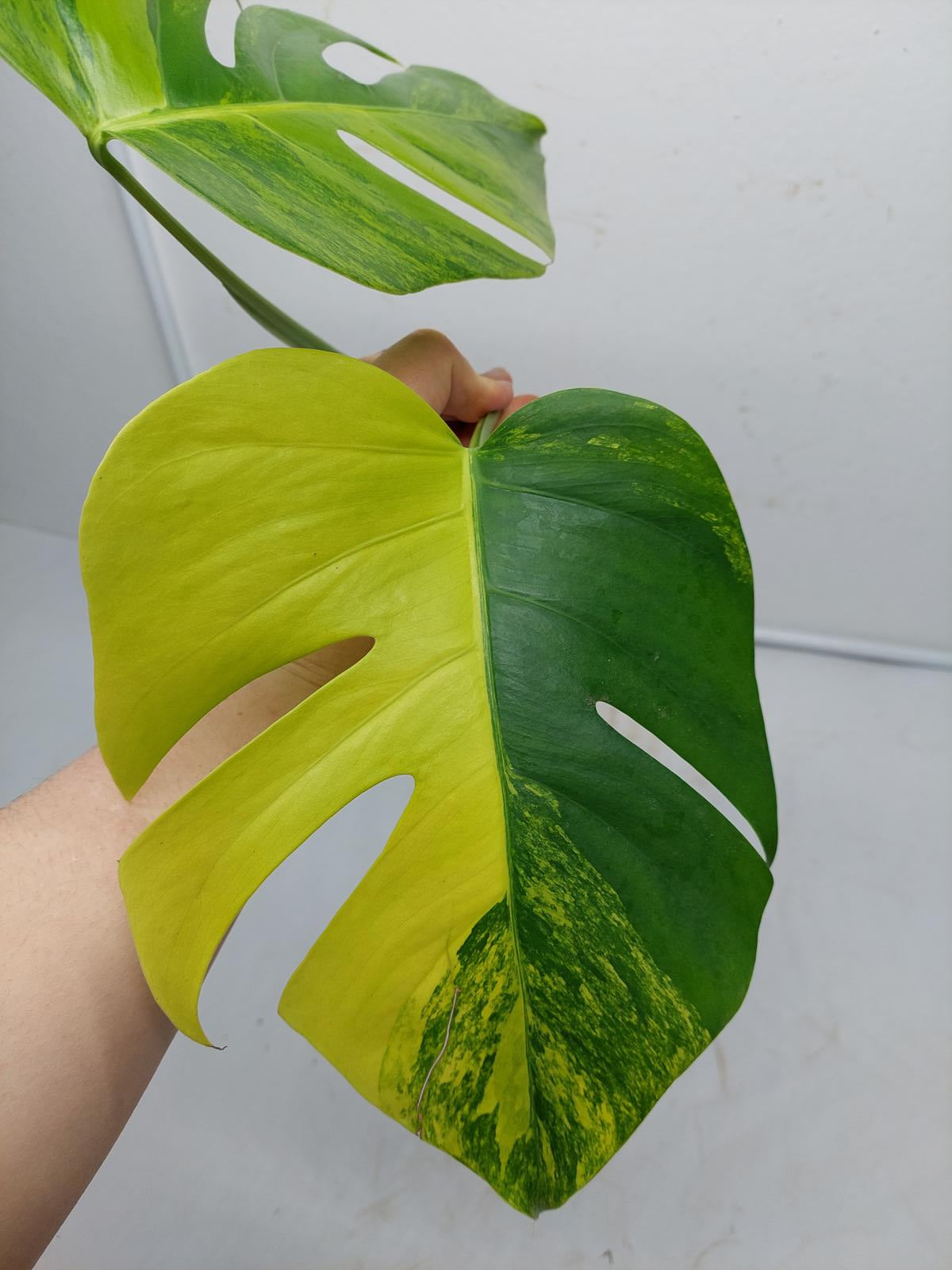 Monstera Aurea Steckling