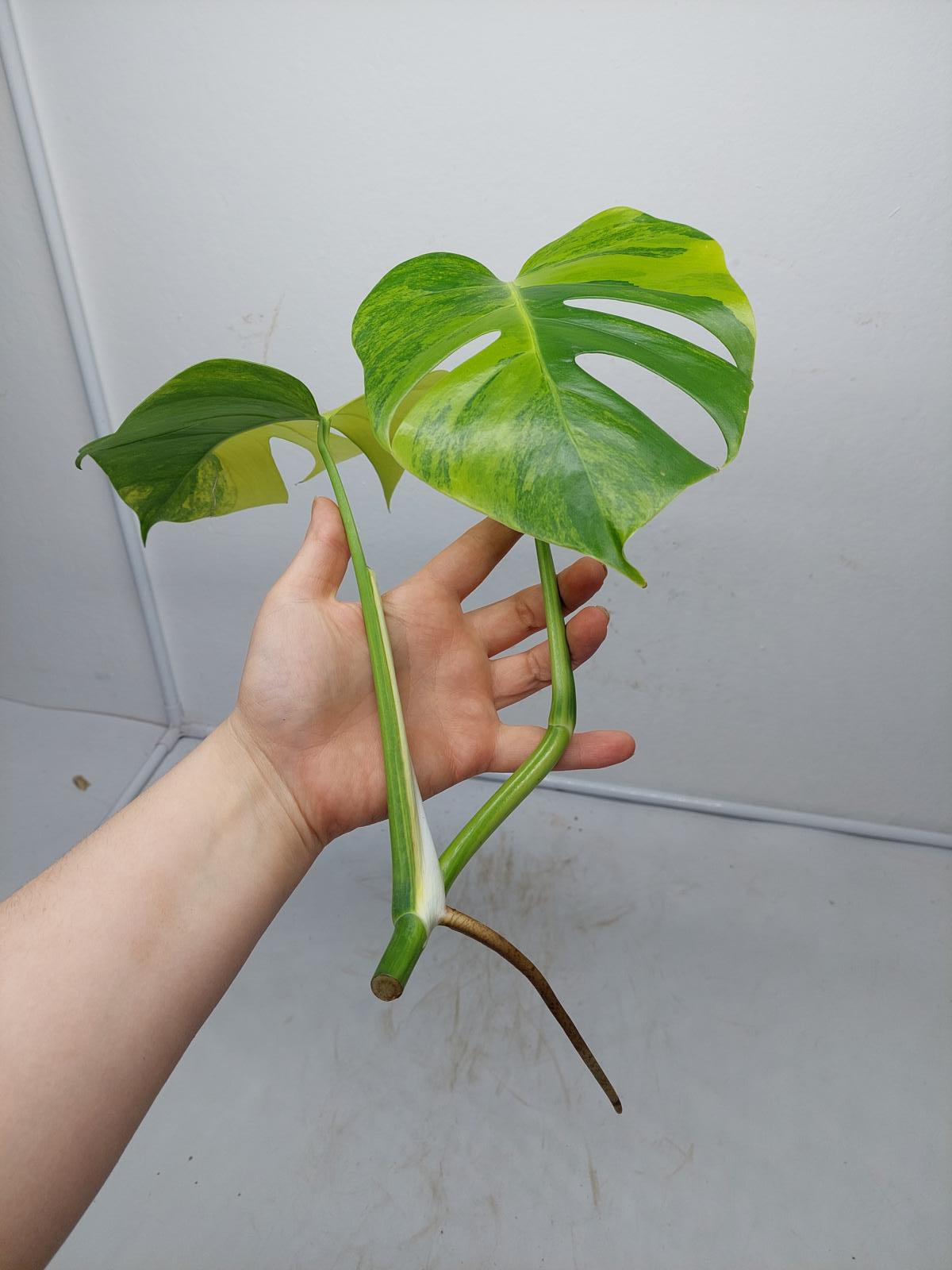 Monstera Aurea Steckling