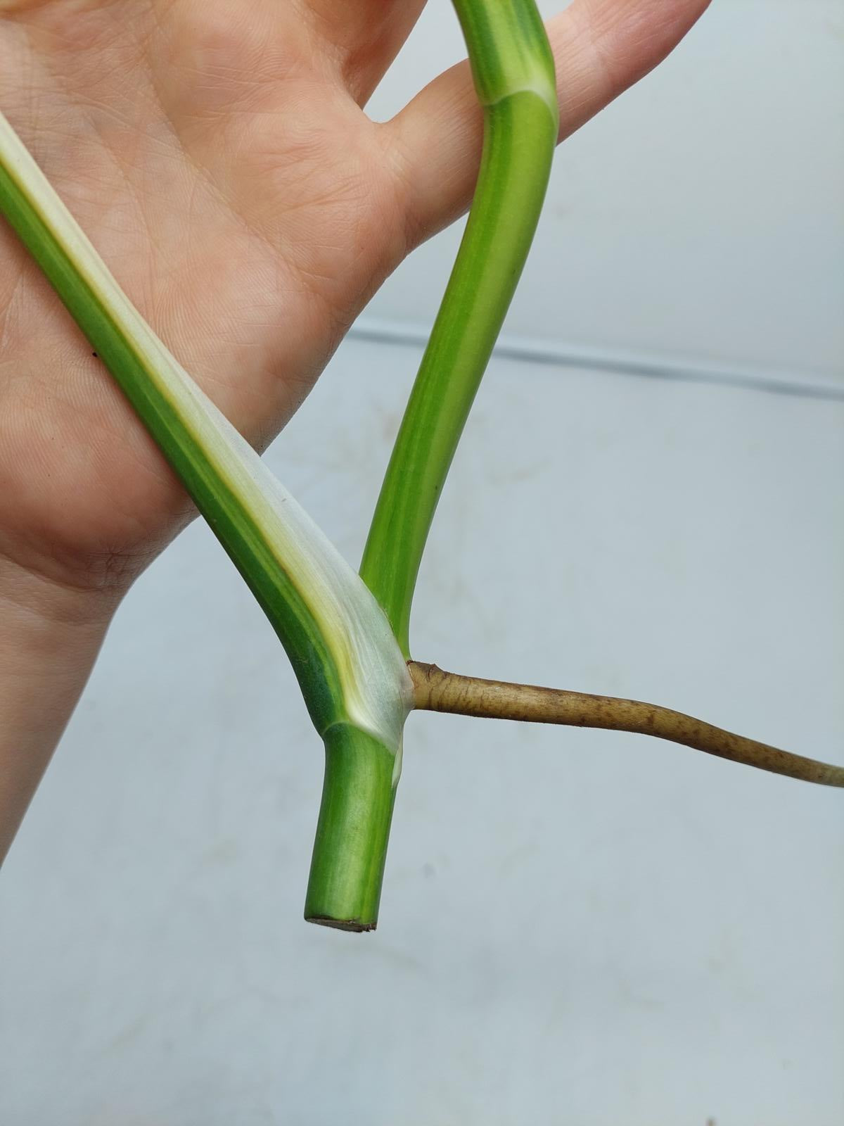 Monstera Aurea Steckling