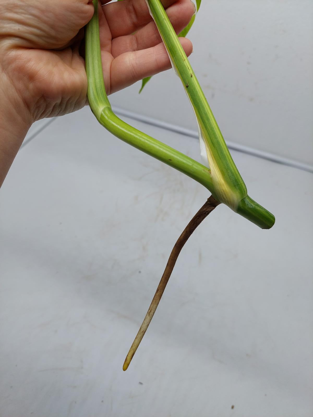 Monstera Aurea Steckling