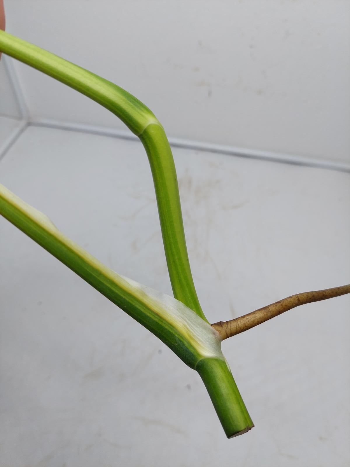 Monstera Aurea Steckling