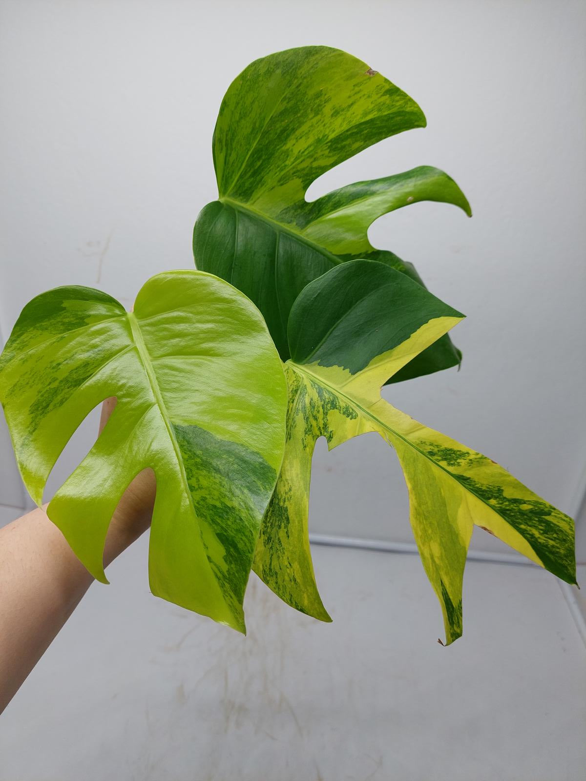 Monstera Aurea Steckling