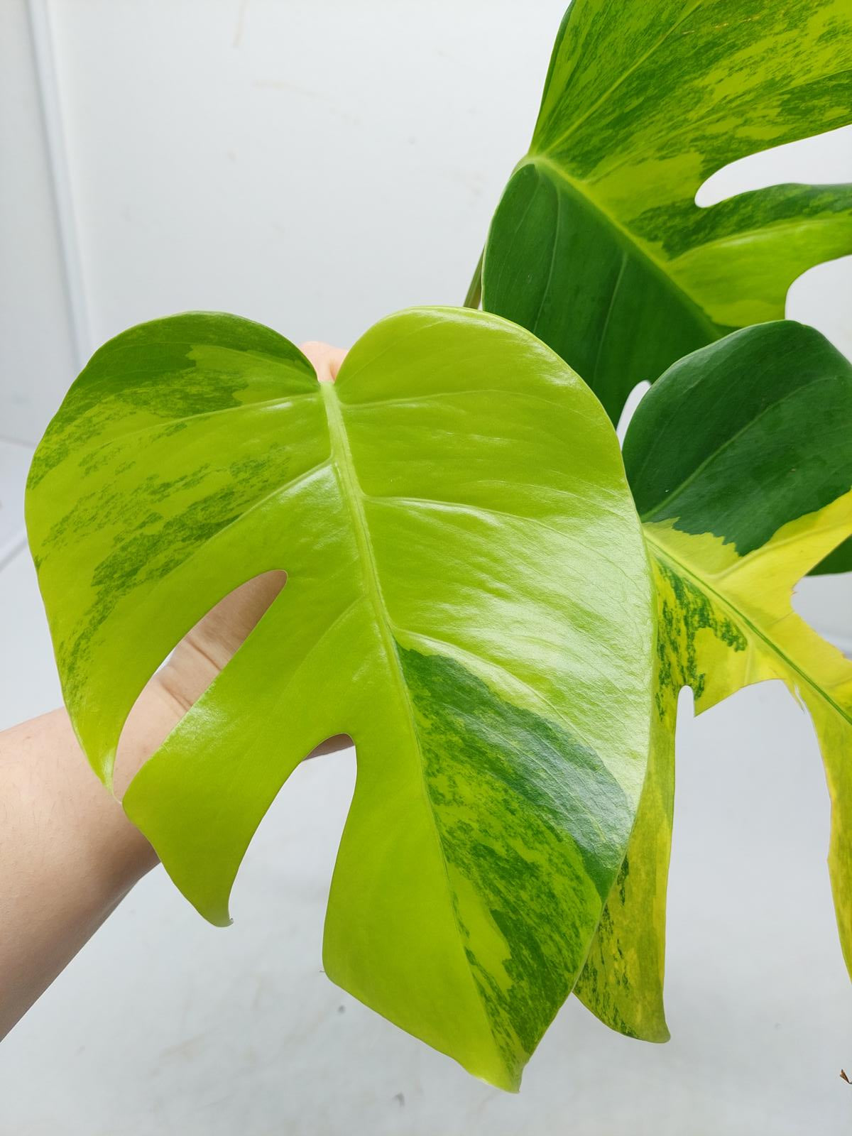 Monstera Aurea Steckling