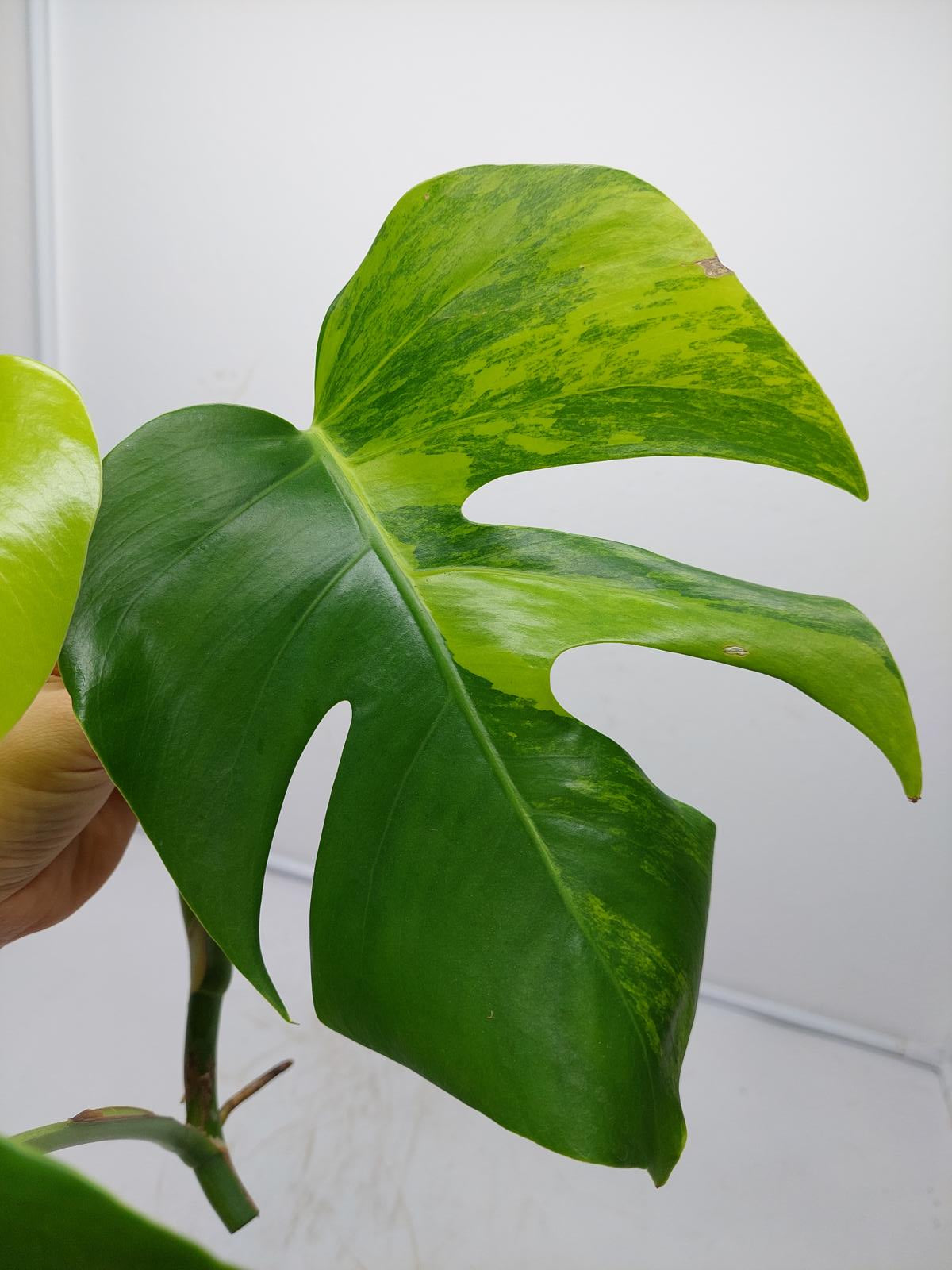 Monstera Aurea Steckling