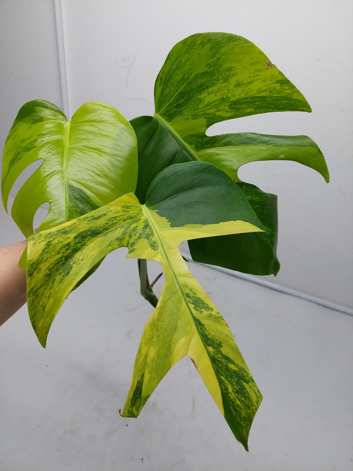 Monstera Aurea Steckling