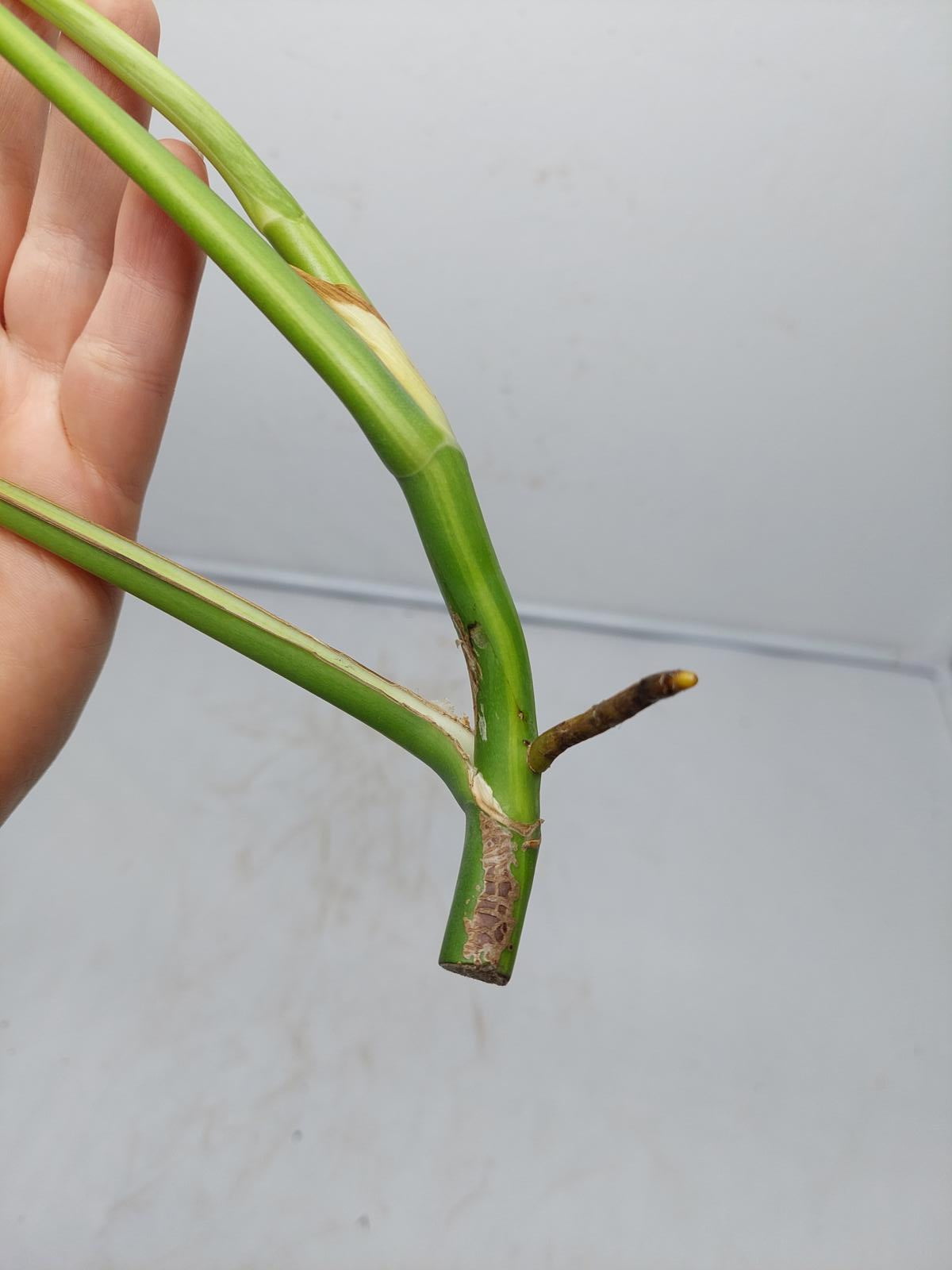 Monstera Aurea Steckling