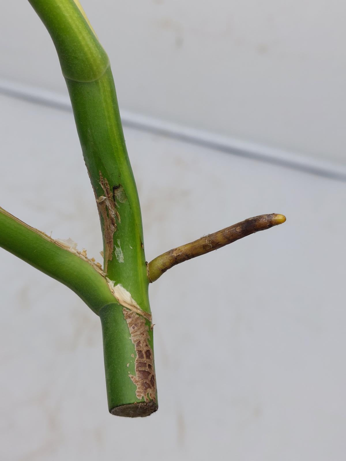 Monstera Aurea Steckling